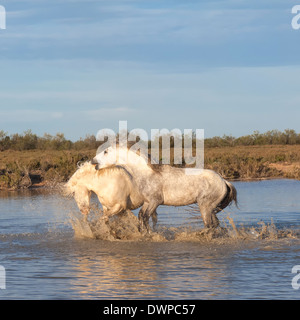 Camargue Pferde Hengste kämpfen im Wasser, Bouches du Rhône, Frankreich Stockfoto