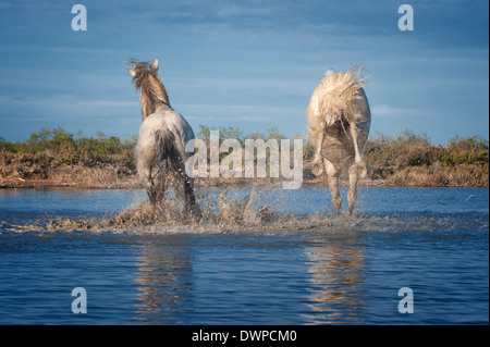 Camargue Pferd Hengst treten im Wasser, Bouches du Rhône, Frankreich Stockfoto