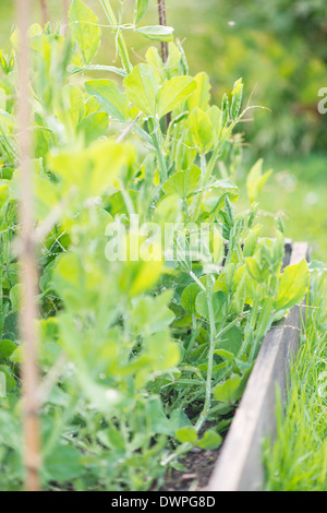 Gemüsesorten im Garten Gemüse-Bett Stockfoto