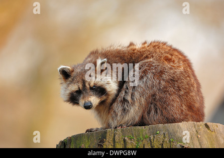 Waschbär, gemeinsame Waschbär, Nordamerikanische Waschbär, nördlichen Waschbär (Procyon Lotor) Stockfoto