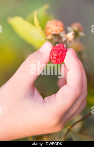 Nahaufnahme der Hand des Kindes Kommissionierung reife Himbeeren auf Busch im Garten Stockfoto