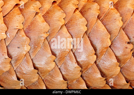 Fichte oder Fichte (Picea Abies), Kegel Detail, North Rhine-Westphalia, Deutschland Stockfoto