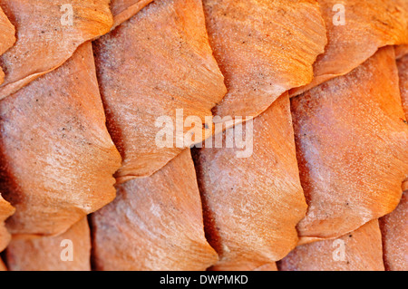 Fichte oder Fichte (Picea Abies), Kegel Detail, North Rhine-Westphalia, Deutschland Stockfoto