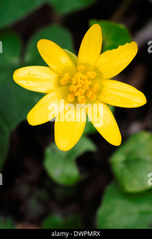 Kleinen Schöllkraut (Ficaria Verna, Ranunculus Ficaria), North Rhine-Westphalia, Deutschland Stockfoto