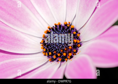 Cape Daisy, Herbers oder Cape Marguerite (Dimorphotheca Ecklonis, Osteospermum Ecklonis) Stockfoto