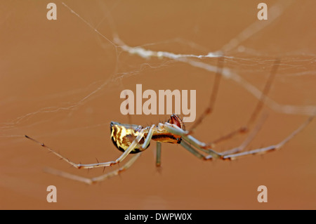 Blatt-Web-Spider oder Geld Spinne (Linyphia Triangularis) im Web, North Rhine-Westphalia, Deutschland Stockfoto