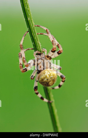 Vier vor Ort Orb Weaver (Araneus Quadratus), North Rhine-Westphalia, Deutschland Stockfoto