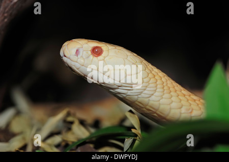 Monocled Kobra oder Spectacled Cobra (Naja Kaouthia), Albino Stockfoto