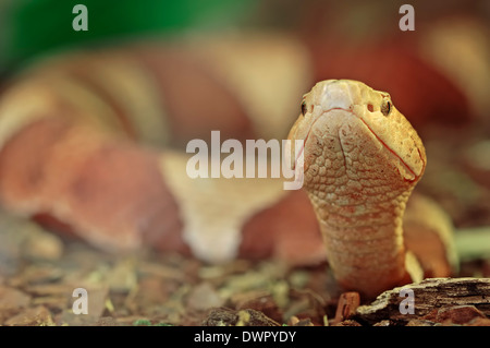 Copperhead (Agkistrodon Contortrix) Stockfoto