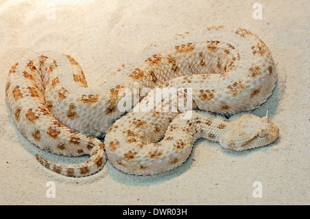 Afrikanische Wüste Hornotter oder Sahara Hornotter (Cerastes Cerastes) Stockfoto