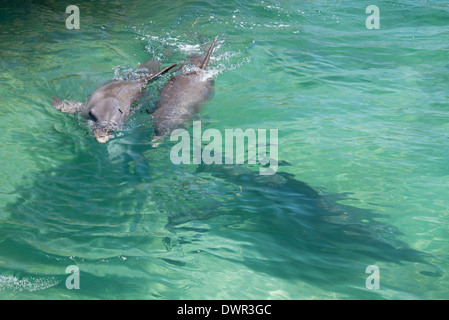 Honduras, Honduras Bay Islands Roatan. Anthonys Key, drei Tümmler (Tursiops Truncatus) aka Schweinswal. Stockfoto