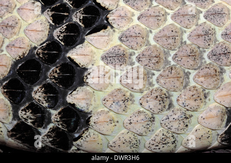 Holz-Klapperschlange, Rattlesnake Canebrake oder gebändert Klapperschlange (Crotalus Horridus), Detail der Haut Stockfoto