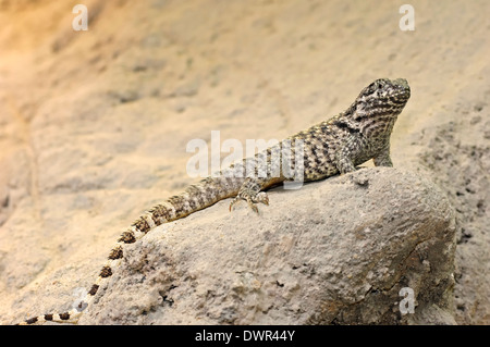 Nördlichen Curly-angebundene Eidechse oder nördlichen Curlytail Eidechse (Leiocephalus Carinatus) Stockfoto