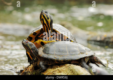 Rot-eared Slider oder rot-Schmuckschildkröte Schildkröte (ist Scripta Elegans, Pseudemys Scripta Elegans), North Rhine-Westphalia, Germany Stockfoto