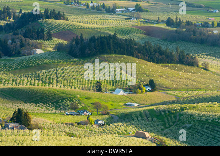 Birne, Apfel, Kirsche und anderen Obstgärten der Hood River Valley Oregon im Frühjahr. USA Stockfoto