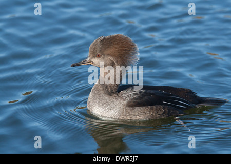 Weibliche mit Kapuze Prototyp, Lophodytes cucullatus Stockfoto