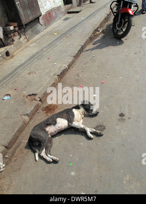Straßen von Kalkutta. Streunende Hunde schläft auf der Straße, 3. Februar 2009. Stockfoto