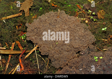 Europäische Grasfrosch oder europäischen braunen Grasfrosch (Rana Temporaria), Spawn, North Rhine-Westphalia, Deutschland Stockfoto