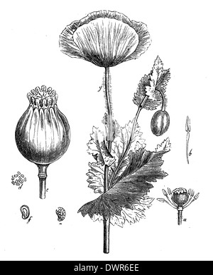 Mohn Stockfoto