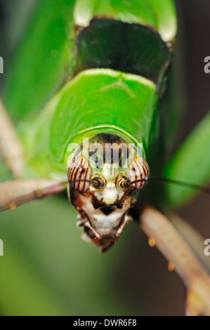 Bush Grashuepfer oder malaysischen Blatt Grashuepfer (Ancylecha Fenestrata) Stockfoto