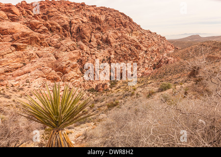 Naturschutz Gebiet der Red Rock Canyon in Nevada, USA Amerika, Spielplatz, Wandern und Klettern Spaß für die ganze Familie Stockfoto