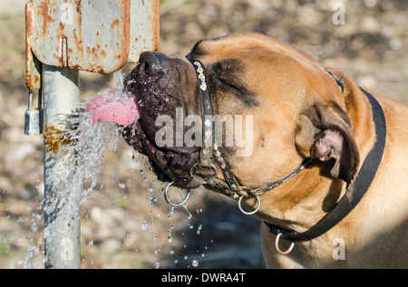 Bulldog trinkt und lappt Wasser aus einem Außenhahn, mit seiner Zunge bedeckt mit Wasserspritzern. Hund trinkt aus dem Wasserhahn im Freien. Stockfoto