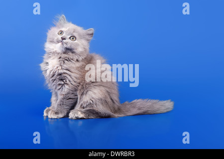 Graue schottischen reinrassige Katze sitzt auf blauem Hintergrund Stockfoto