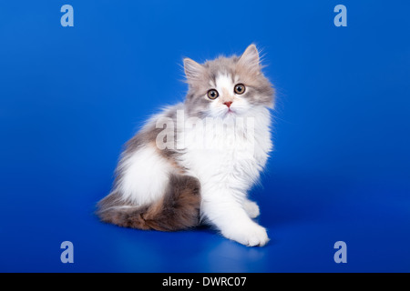 Tricolor schottischen reinrassige Katze sitzt auf blauem Hintergrund Stockfoto
