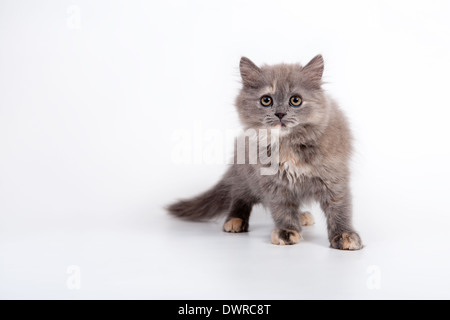 Graue schottischen reinrassige Katze auf weißem Hintergrund Stockfoto