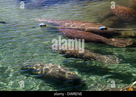 Seekühe in Crystal River National Wildlife Refuge in Kings Bay, Florida, USA. Stockfoto