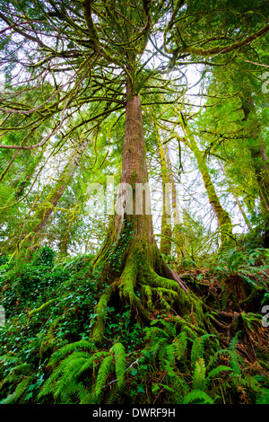 Hohe Tanne mit großen Wurzeln, Farnen und Moosen an der Unterseite in die siuslaw National Forest in Oregon wächst. Stockfoto