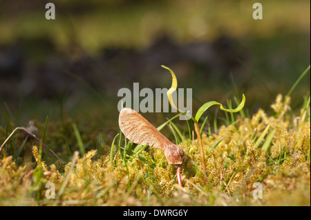 Neue Blätter, die aus einem einzigen Ahorn Baum Bäumchen schießen seed uncurling Schwellenländer in Wiese am Rande eines Waldes im Frühjahr Stockfoto