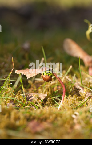 Neue Blätter, die aus einem einzigen Ahorn Baum Bäumchen schießen seed uncurling Schwellenländer in Wiese am Rande eines Waldes im Frühjahr Stockfoto