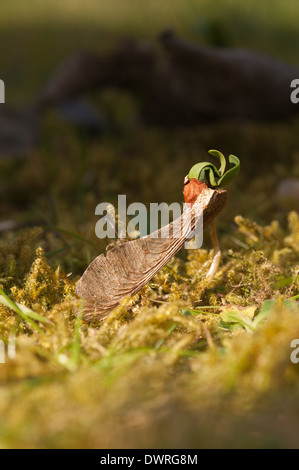 Neue Blätter, die aus einem einzigen Ahorn Baum Bäumchen schießen seed uncurling Schwellenländer in Wiese am Rande eines Waldes im Frühjahr Stockfoto