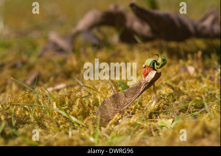 Neue Blätter, die aus einem einzigen Ahorn Baum Bäumchen schießen seed uncurling Schwellenländer in Wiese am Rande eines Waldes im Frühjahr Stockfoto