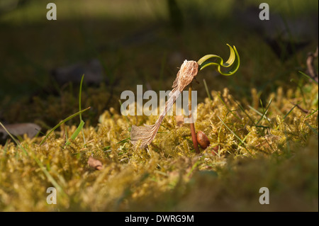 Neue Blätter, die aus einem einzigen Ahorn Baum Bäumchen schießen seed uncurling Schwellenländer in Wiese am Rande eines Waldes im Frühjahr Stockfoto