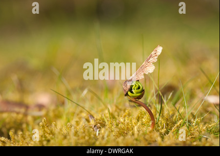 Neue Blätter, die aus einem einzigen Ahorn Baum Bäumchen schießen seed uncurling Schwellenländer in Wiese am Rande eines Waldes im Frühjahr Stockfoto