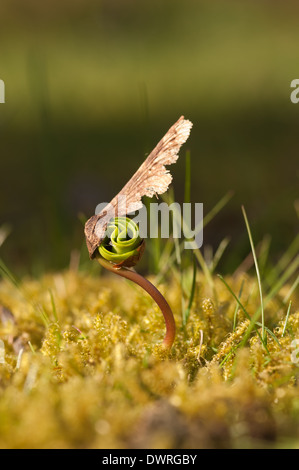 Neue Blätter, die aus einem einzigen Ahorn Baum Bäumchen schießen seed uncurling Schwellenländer in Wiese am Rande eines Waldes im Frühjahr Stockfoto