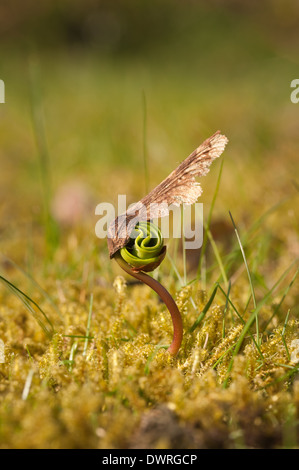 Neue Blätter, die aus einem einzigen Ahorn Baum Bäumchen schießen seed uncurling Schwellenländer in Wiese am Rande eines Waldes im Frühjahr Stockfoto
