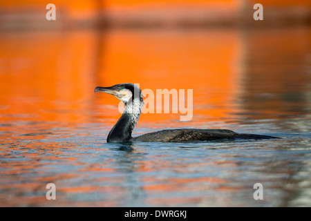 Kormoran; Phalacrocorax Carbo; in Newlyn Harbour; UK Stockfoto