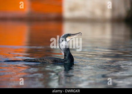 Kormoran; Phalacrocorax Carbo; in Newlyn Harbour; UK Stockfoto