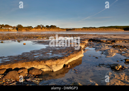 Daymer Bay; Versunkene Wald von Stürmen ausgesetzt; 2014; Cornwall; UK Stockfoto