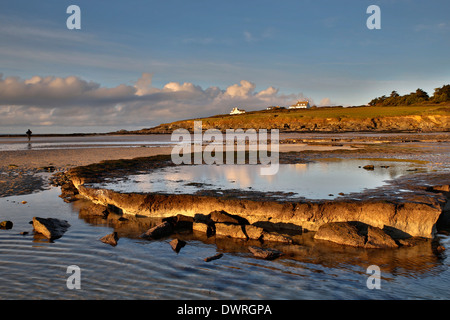 Daymer Bay; Versunkene Wald von Stürmen ausgesetzt; 2014; Cornwall; UK Stockfoto