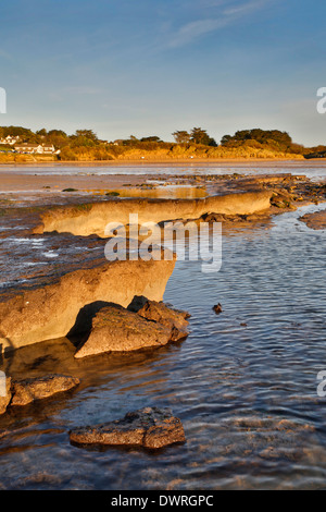 Daymer Bay; Versunkene Wald von Stürmen ausgesetzt; 2014; Cornwall; UK Stockfoto