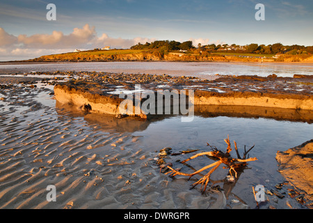 Daymer Bay; Versunkene Wald von Stürmen ausgesetzt; 2014; Cornwall; UK Stockfoto