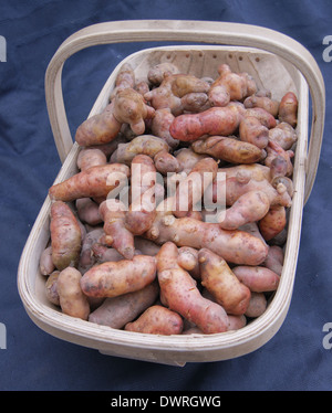 Pink Fir Apple Kartoffeln in eine Sussex trug Stockfoto