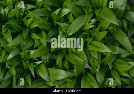 Bärlauch/Allium ursinum, Bärlauch. Junge Pflanzen zusammengefasst. Nahrungssuche und Speisen auf der wilden Konzept. Stockfoto