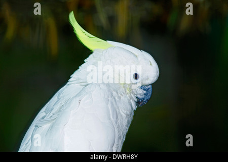 Weniger Schwefel Kakadu oder gelbe Crested Kakadu (Cacatua Sulphurea) Stockfoto