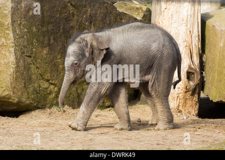 Eine asiatische Elefantenbaby geboren in Twycross Zoo, Leicestershire am 4. März 2014. Stockfoto