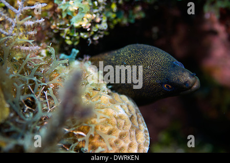 Eine goldene gefleckte Muräne in freier Wildbahn in Roatan, Honduras. Stockfoto